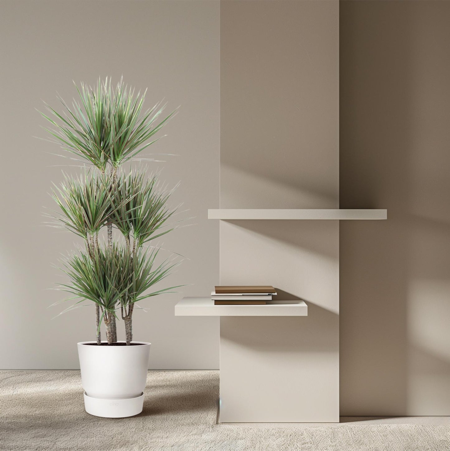 Dracaena Bicolor Carrousel – 150 cm, ø31 cm