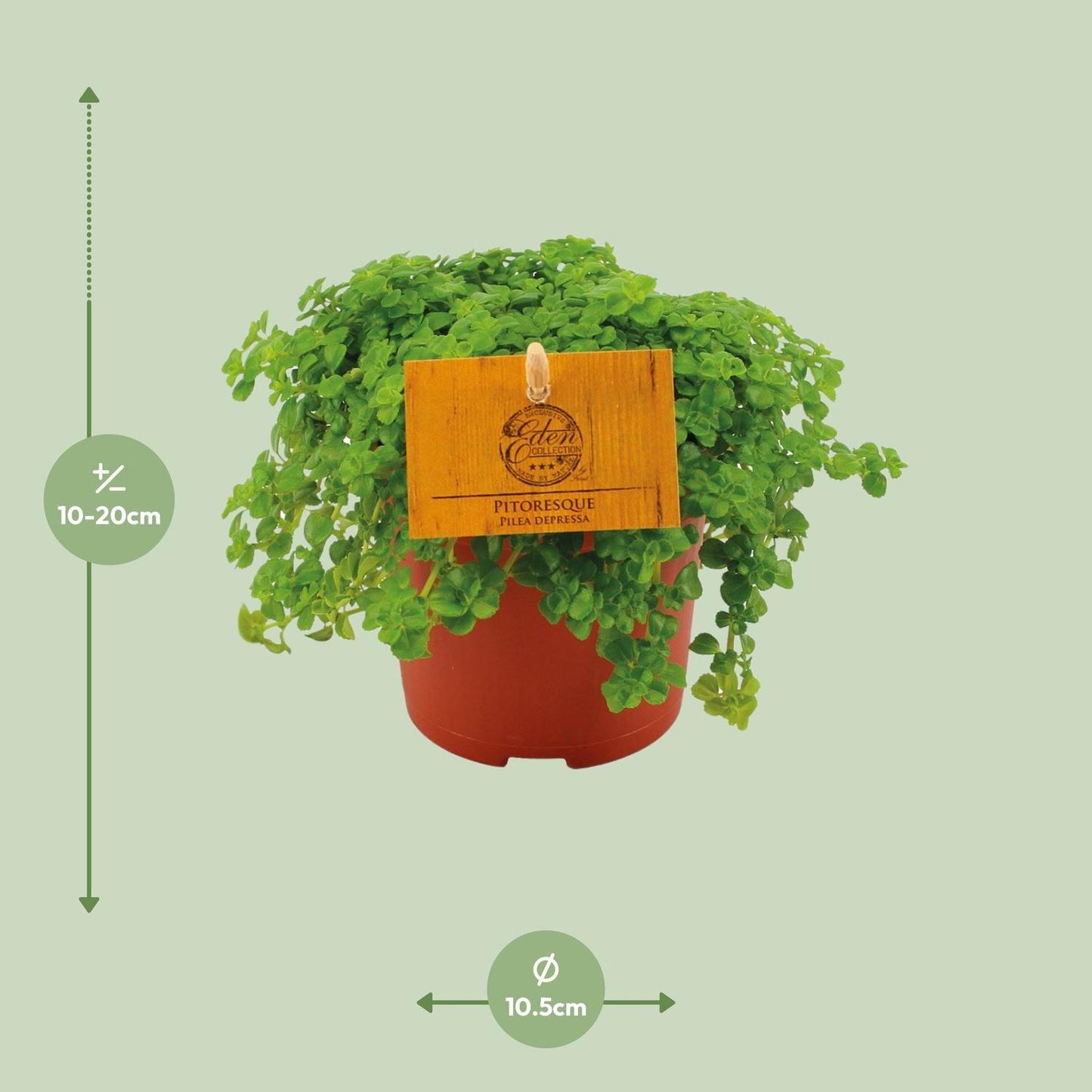 Pilea Depressa – Zwerg-Knallkraut, Ø 10,5 cm, pflegeleicht