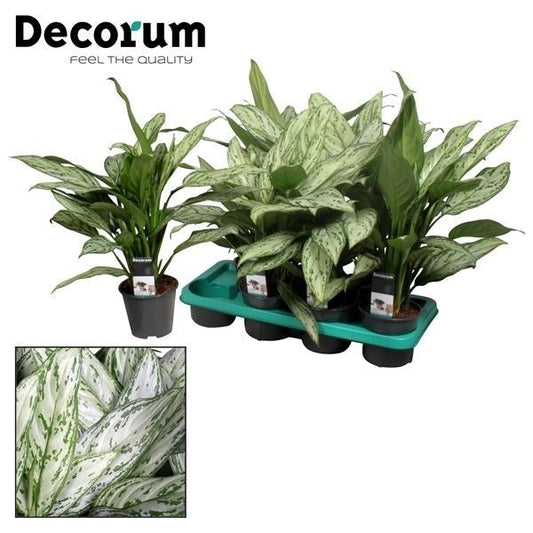 Aglaonema Silver Queen – Pflegeleichte Trendpflanze Ø14cm