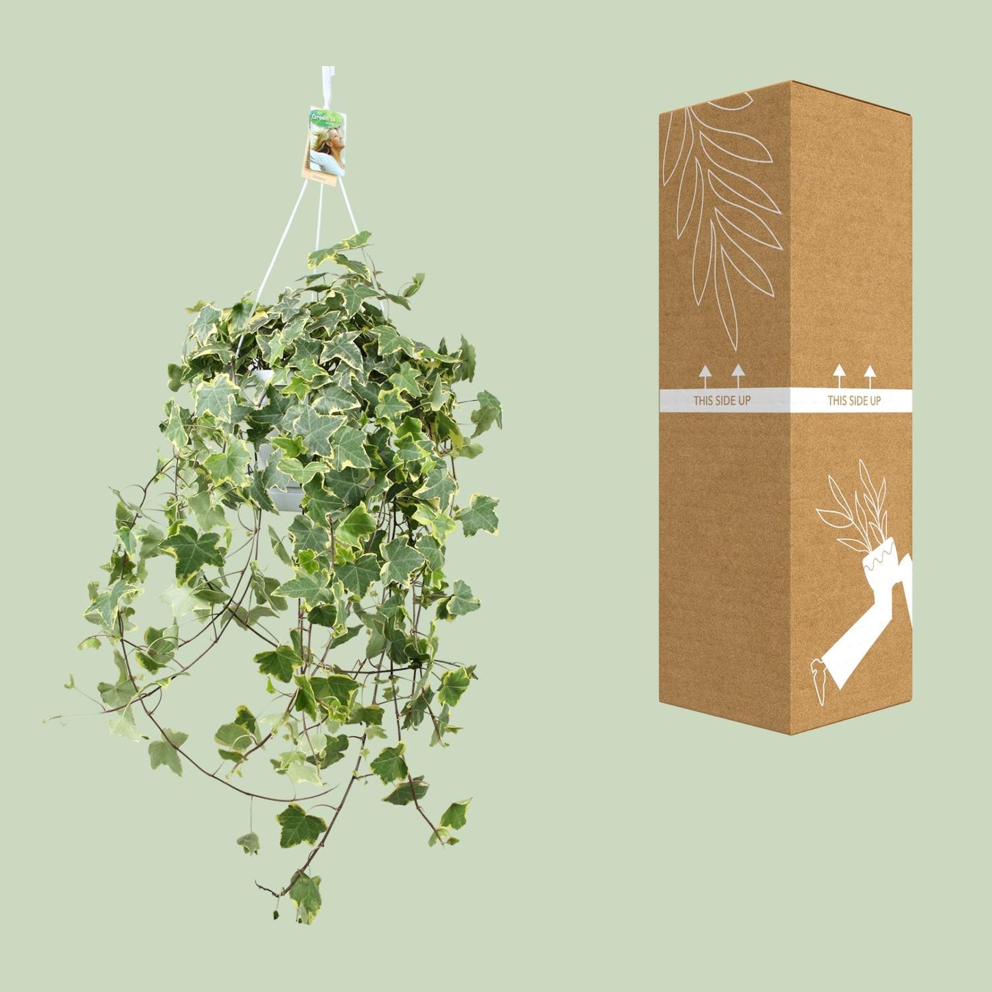 Efeu 'Gold Child' XXL – Pflegeleichte Hängepflanze Ø24cm