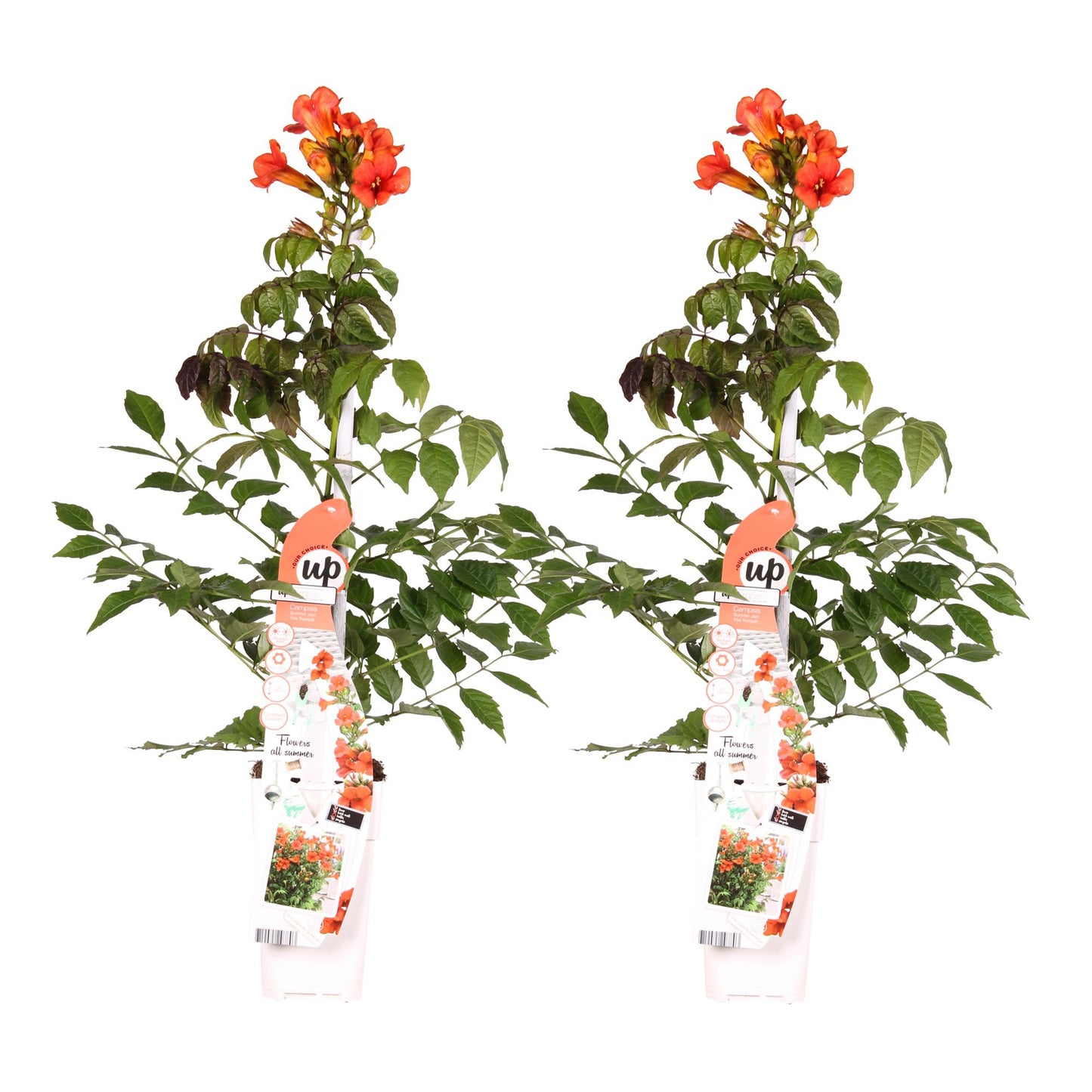 2x Campsis Summer Jazz 'Fire Trumpet' – Rote Trompetenblüte, 65 cm