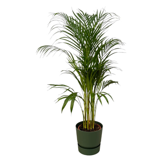 Areca-Palme Ø21cm im elho Greenville Round Topf