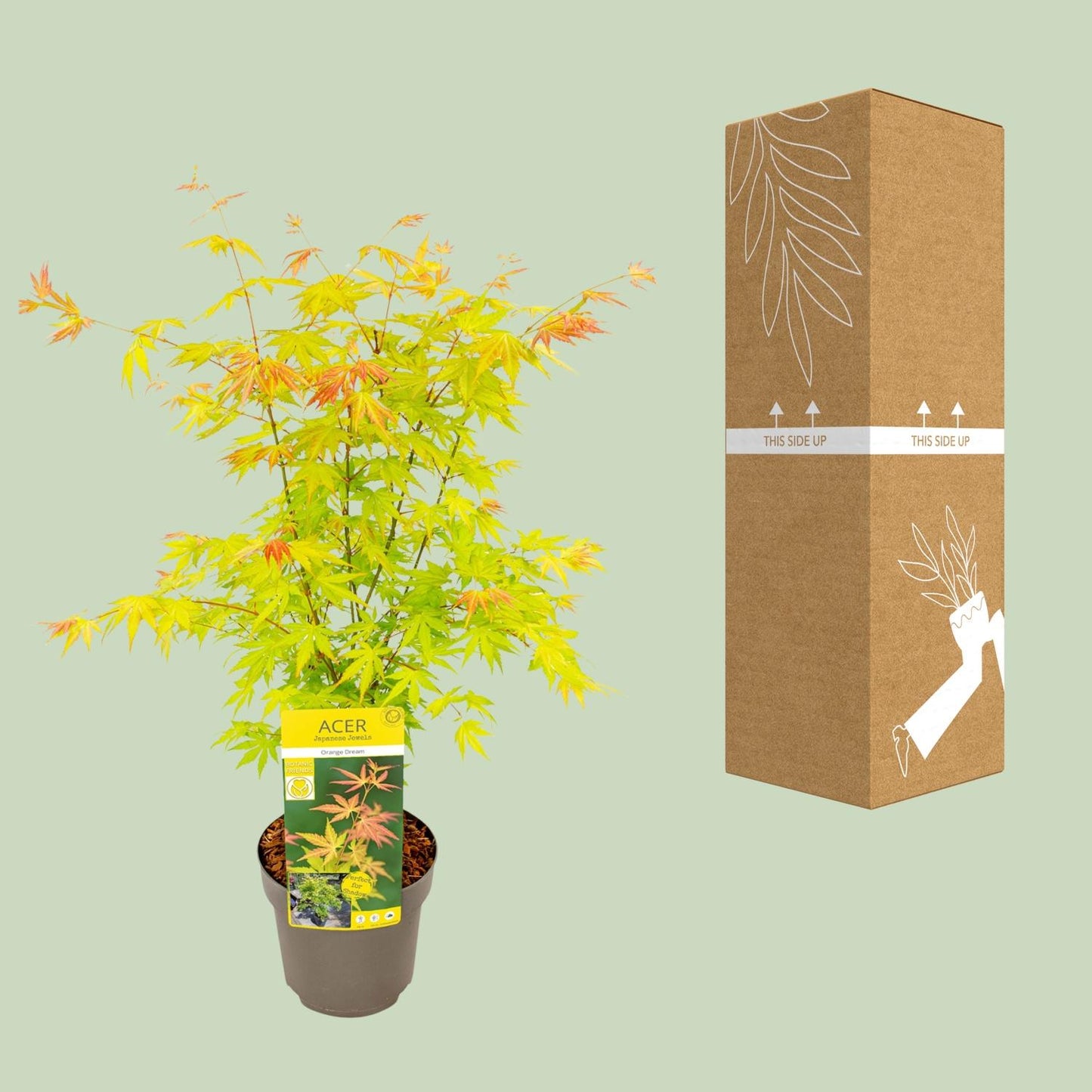 Acer palmatum Orange Dream – dekorativer Ahorn Ø19cm