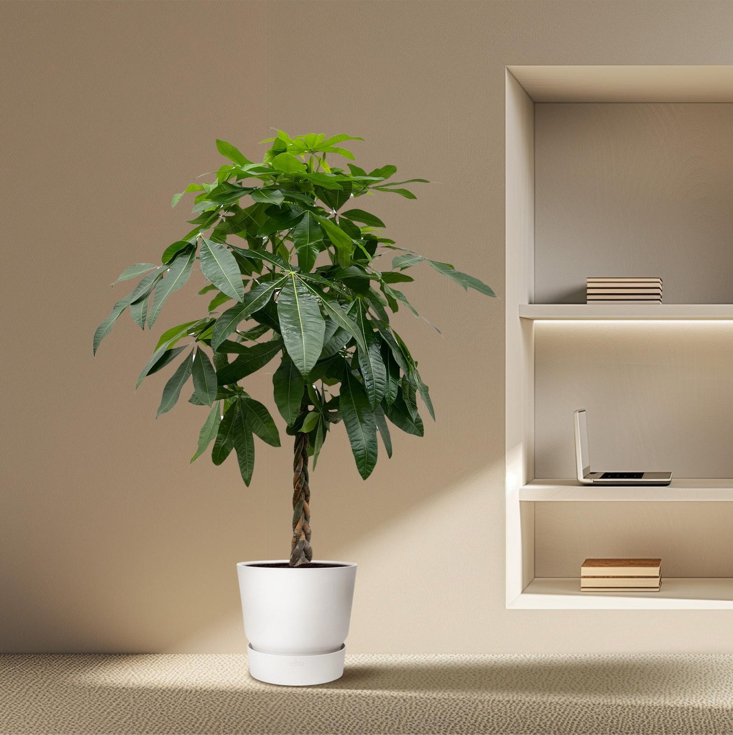 Pachira Aquatica (Geldbaum) – 170 cm, ø27 cm, pflegeleicht