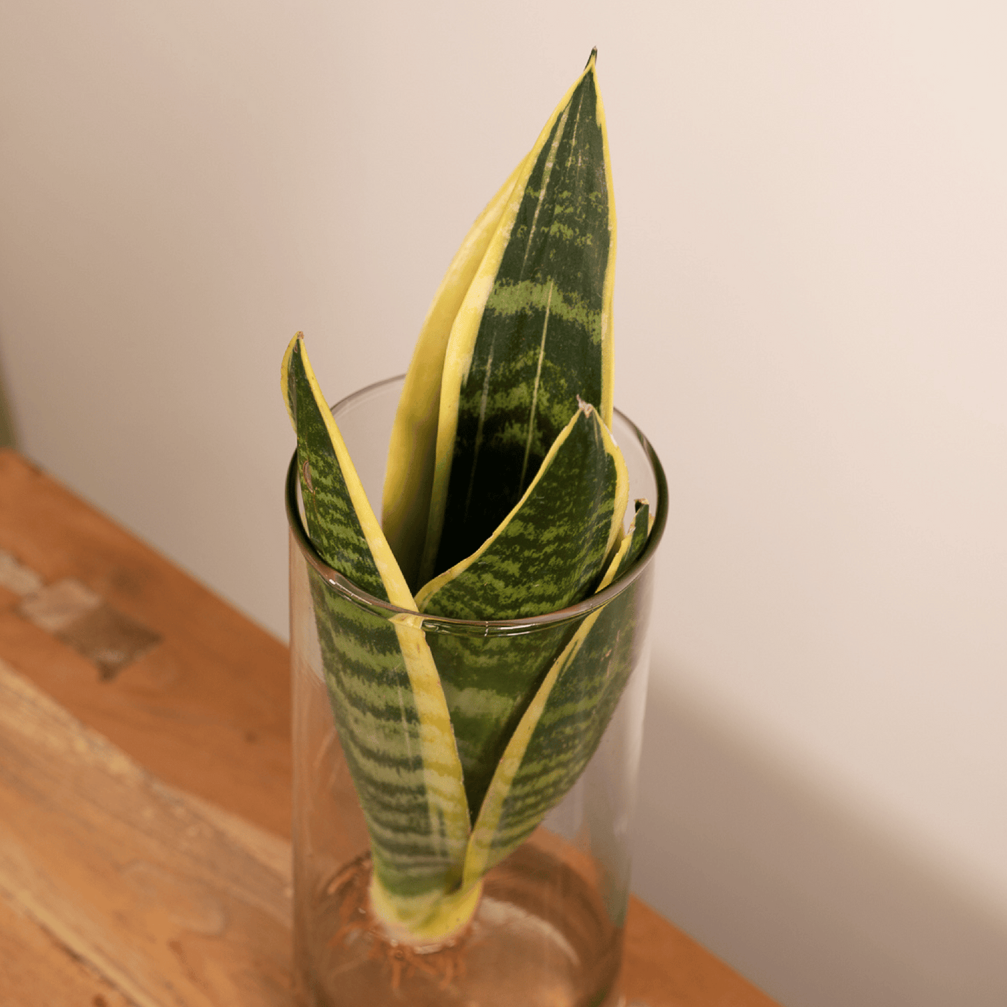 Sansevieria im Zylinderglas – pflegeleicht & modern