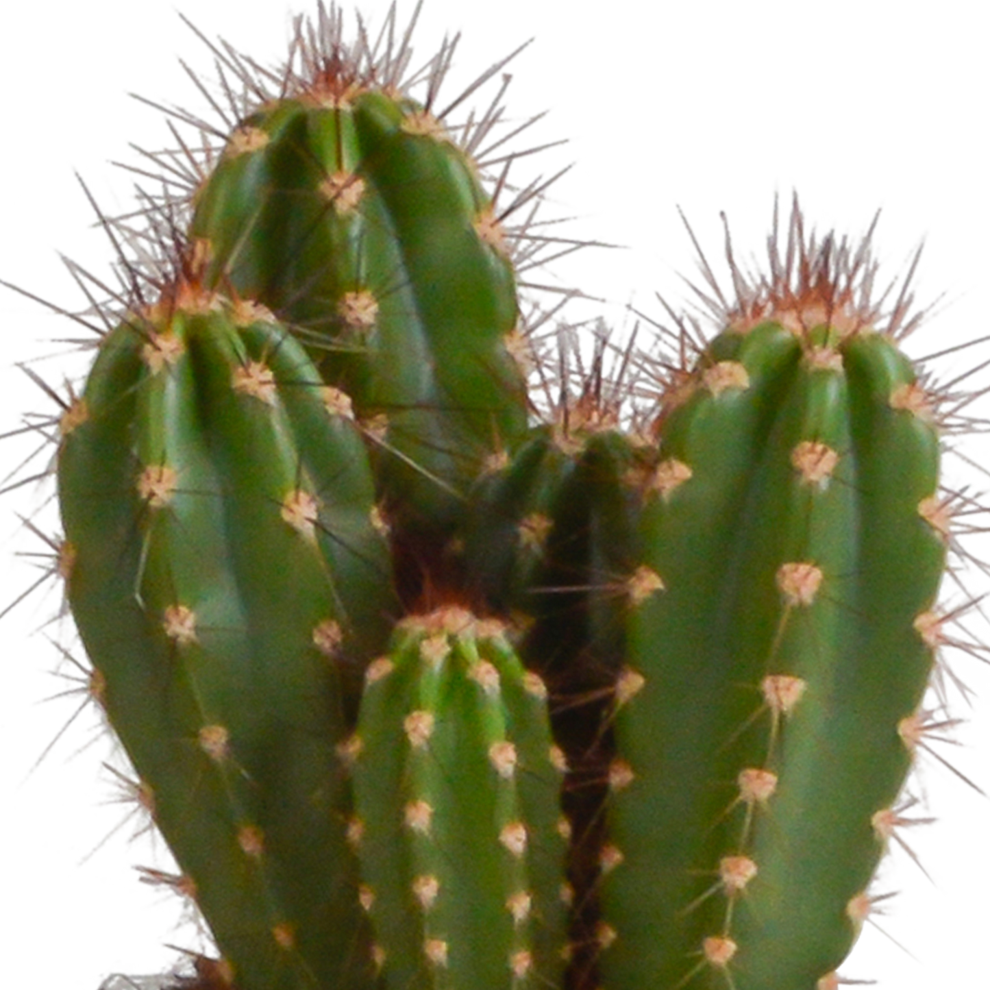 Cereus 3er Set im weißen Topf 10,5 cm – Pflegeleicht & Robust
