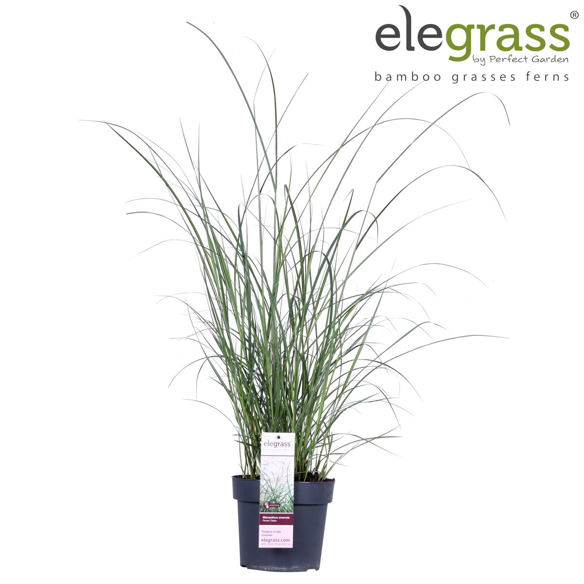 Miscanthus sinensis Ferner Osten – Pflegeleichtes Ziergras Ø19cm