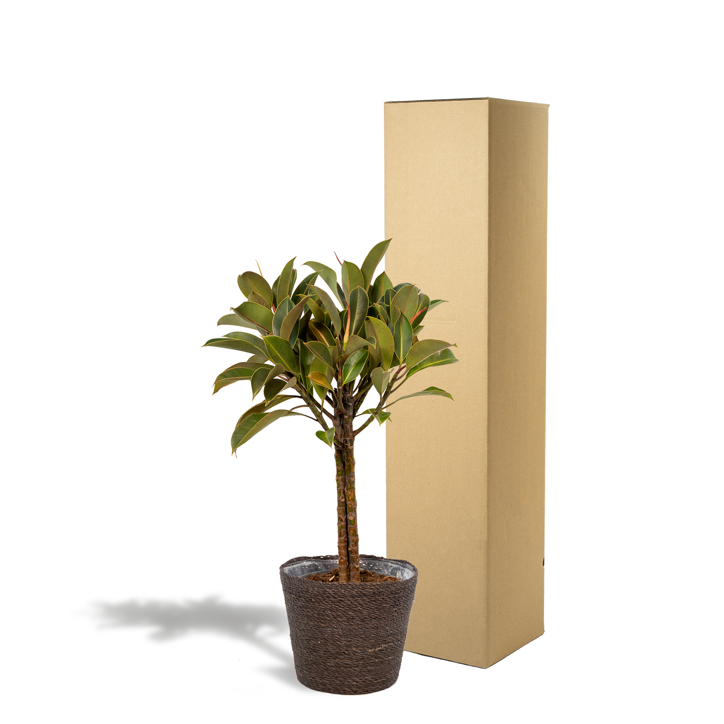 Ficus elastica Melany – Pflegeleichter Gummibaum im Korb, 90 cm
