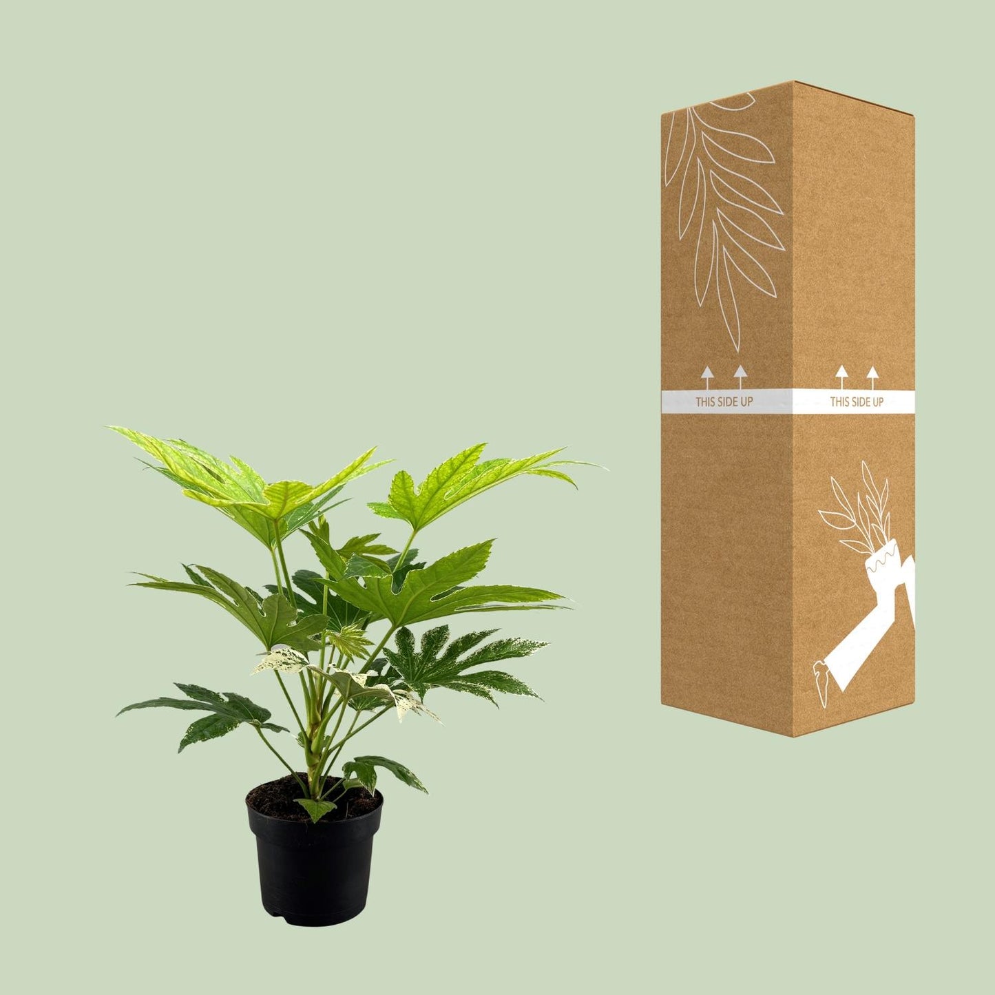 Fatsia Japonica Spider Web – pflegeleichte Zimmerpflanze Ø17cm