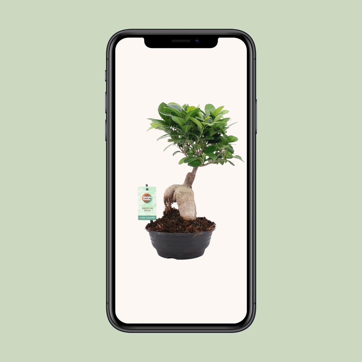 Ficus Ginseng Ø16cm – Pflegeleichte Zimmerpflanze