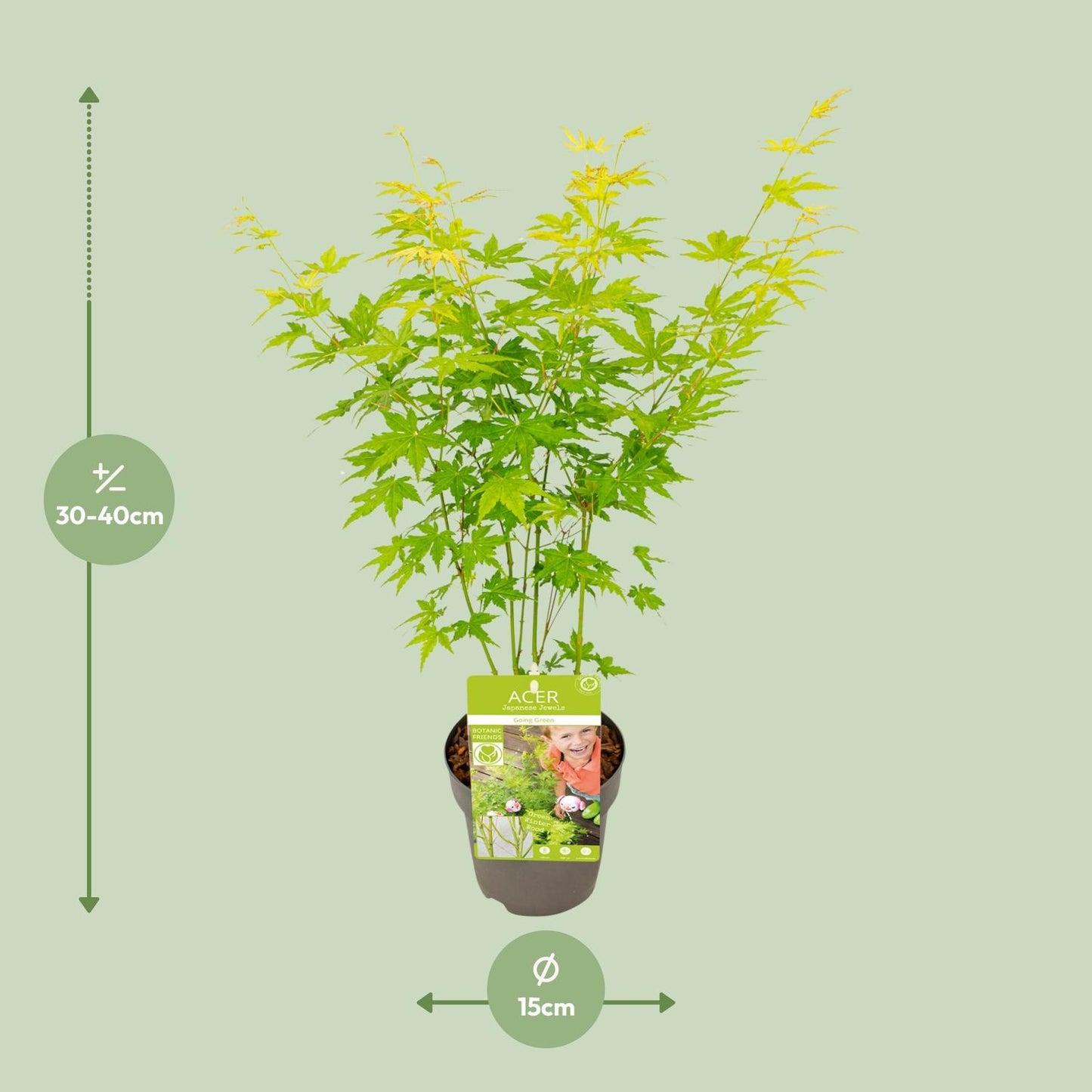 Acer palmatum Going Green – Kompakter Japanischer Ahorn Ø15cm