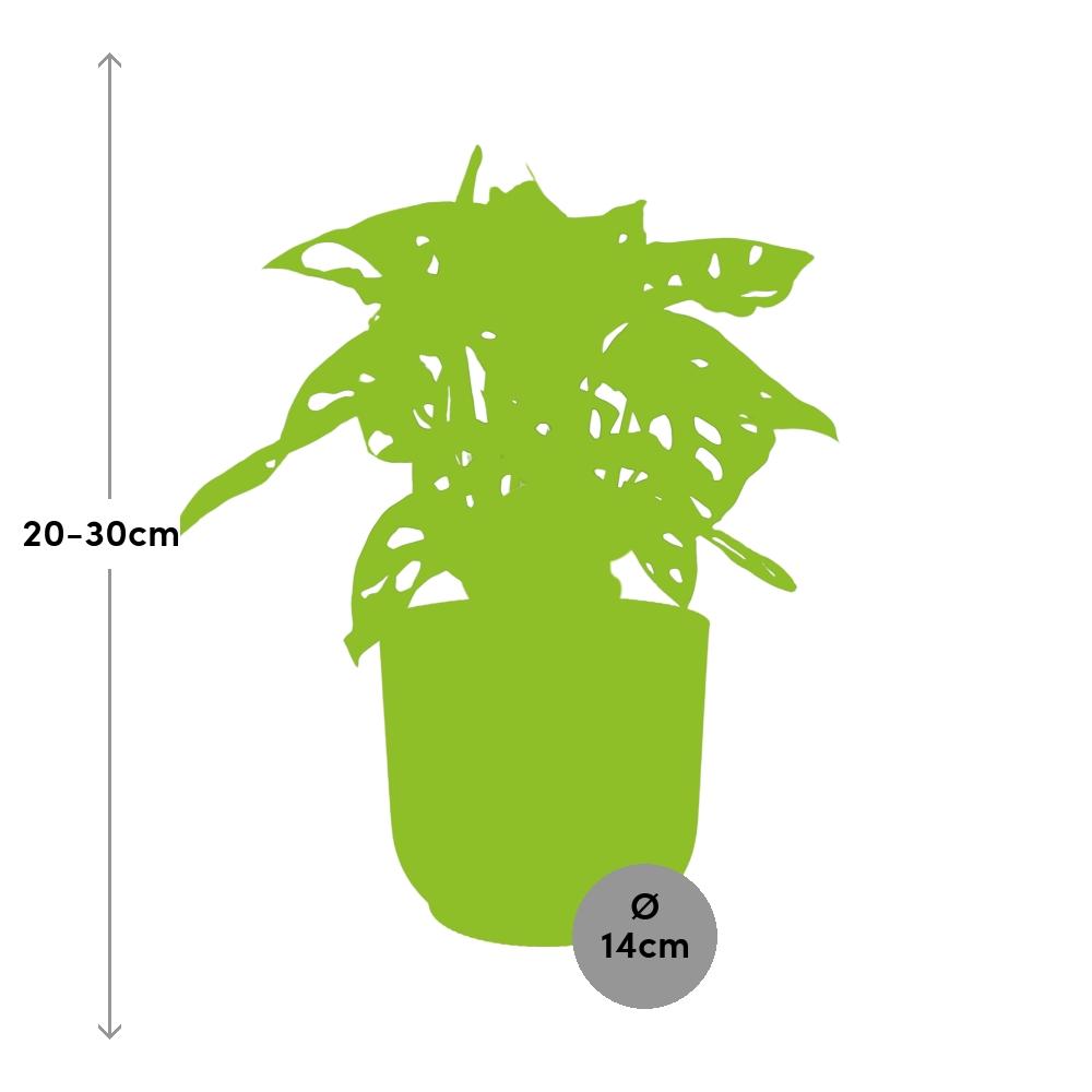 Monstera ‘Monkey Leaf’ in ELHO Vibes Fold 14cm Rosa