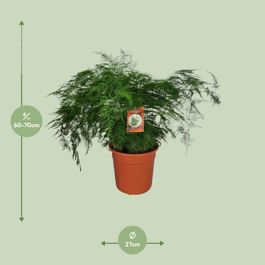 Asparagus setaceus – Spargelfarn Ø27cm, Höhe 70cm