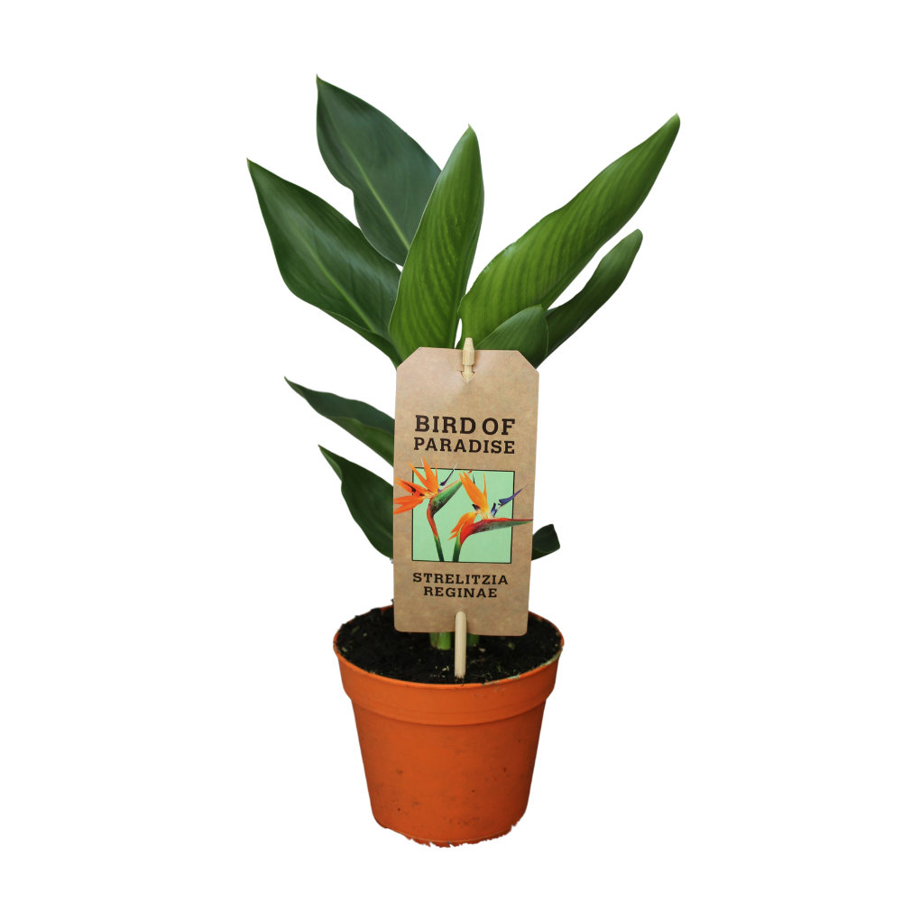 Strelitzia Reginae – Exotische Zimmerpflanze Ø13cm