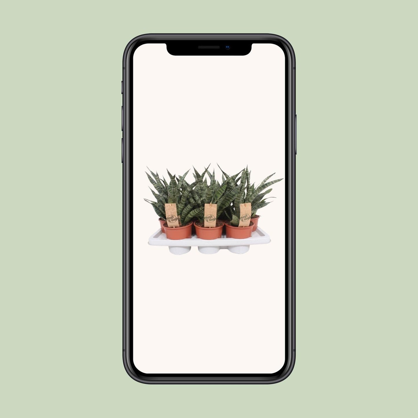 Sansevieria Diamond Green – Pflegeleichte Zimmerpflanze Ø14cm