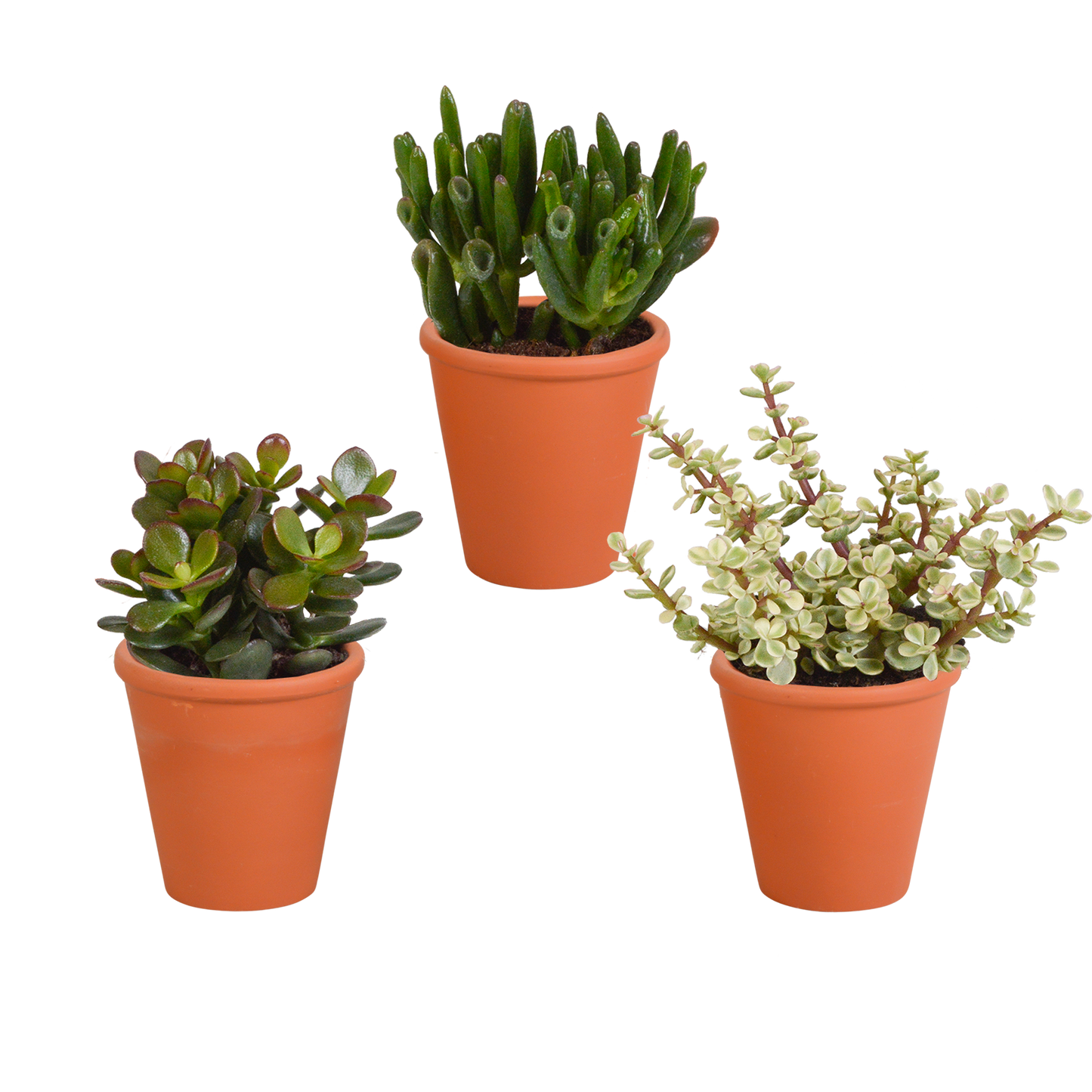 Crassula-Mix 3er Set im Terrakotta-Topf