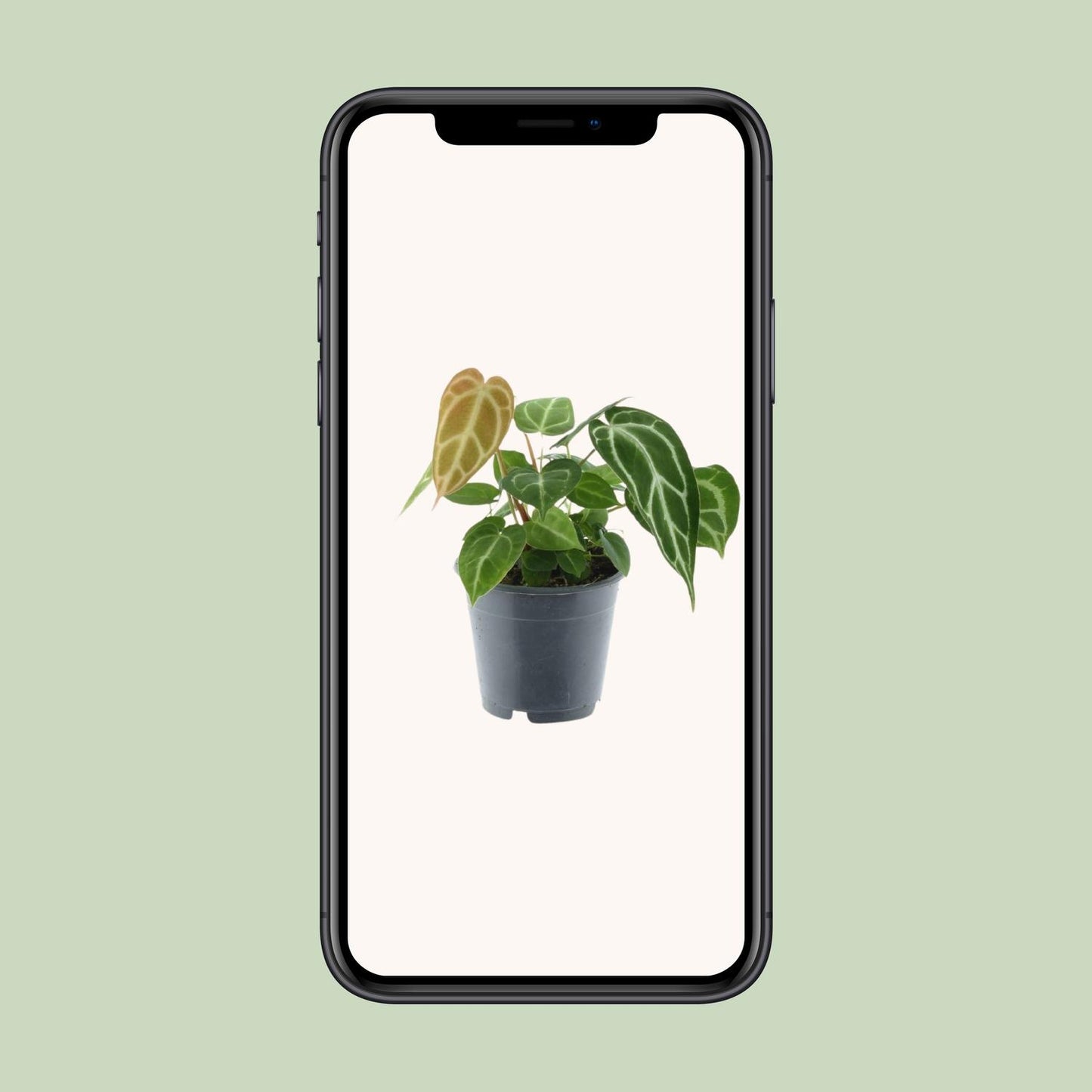 Anthurium Chrystallinum – Pflegeleichte Flamingoblume Ø12cm