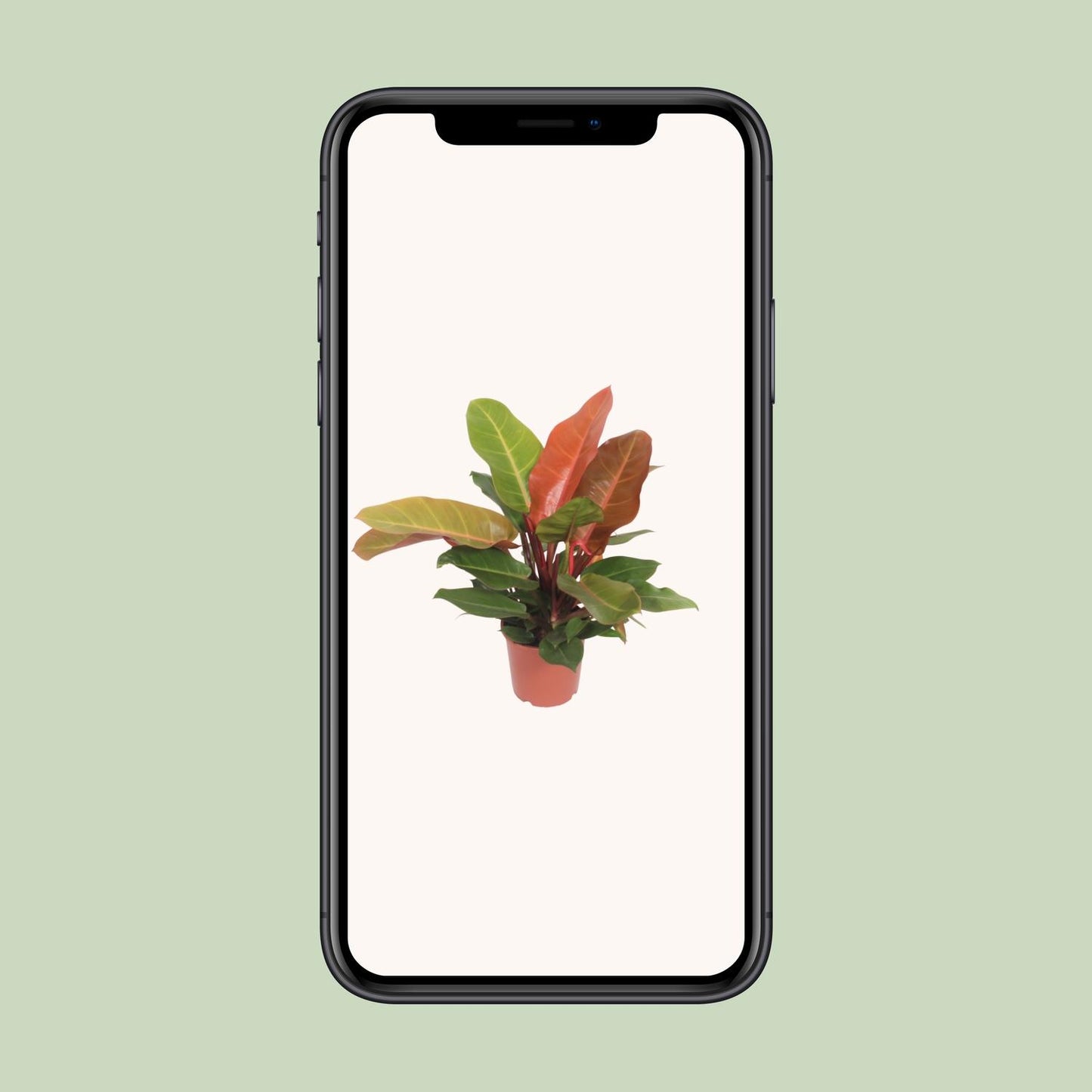 Philodendron Prince of Orange Ø17cm – pflegeleichte Zimmerpflanze