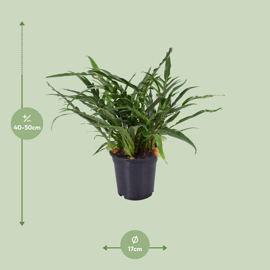 Aglaomorpha Coronans – Santa Rosa Farn Ø17cm, 45cm hoch