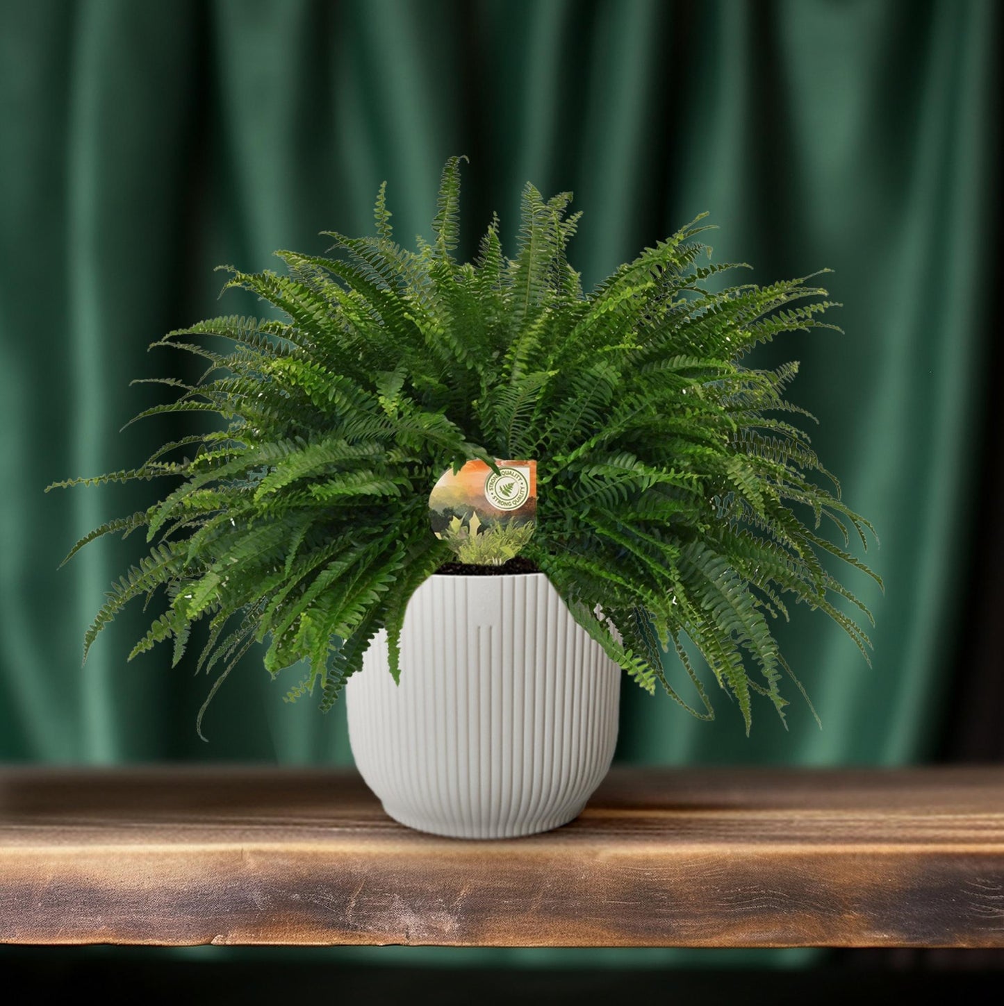 Grünlilie 'Green Lady' – pflegeleichte Zimmerpflanze 60cm