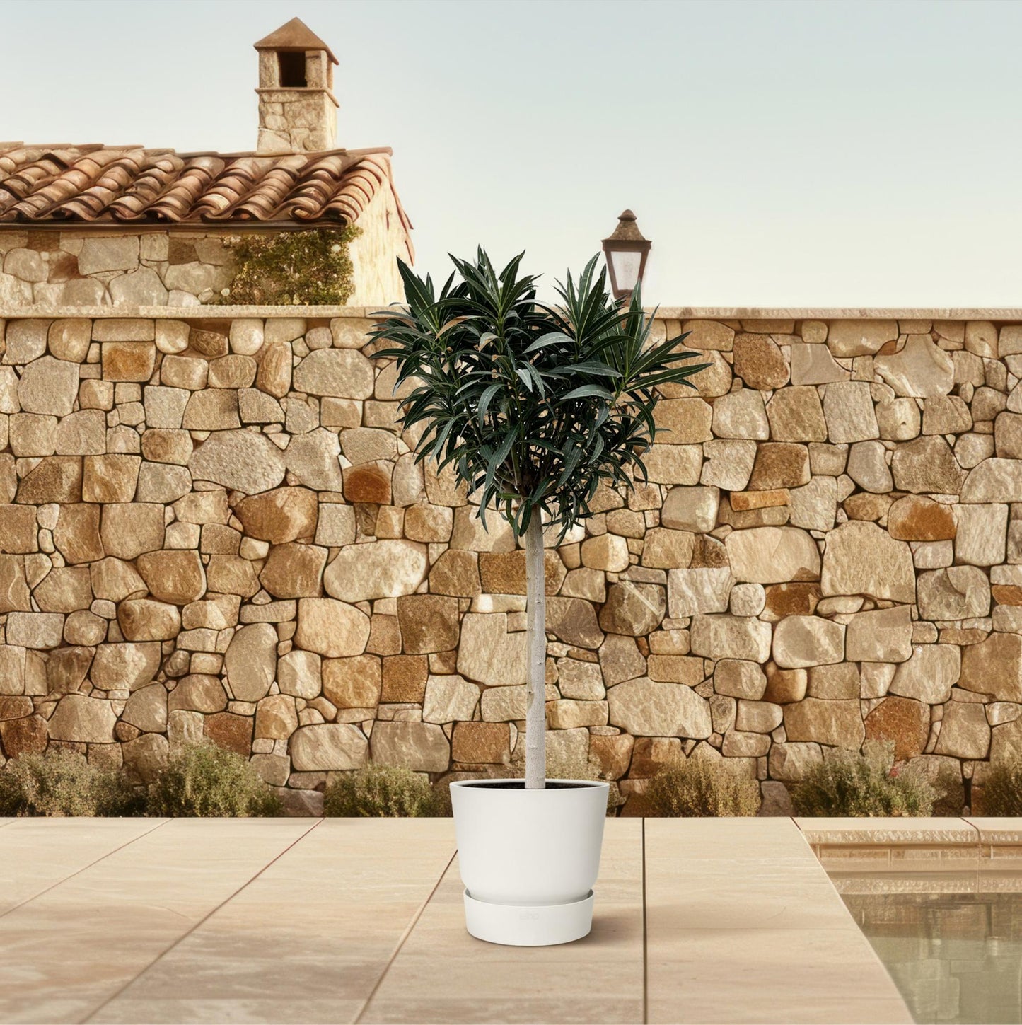 Nerium Oleander Stamm mit rosa Blüten – 200 cm, Ø35 cm
