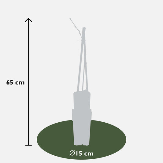 Wisteria floribunda 'Naga Noda' – Kletterpflanze Ø15cm, 65cm hoch