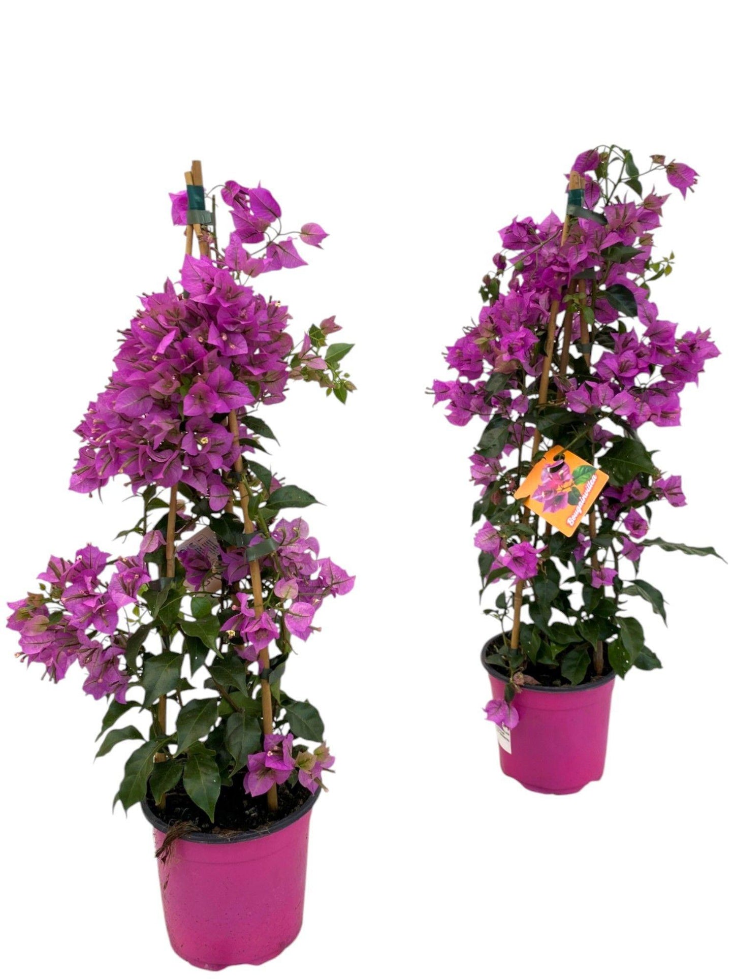 Bougainvillea Sanderiana Piramide – Farbenfrohe Kletterpflanze Ø17cm