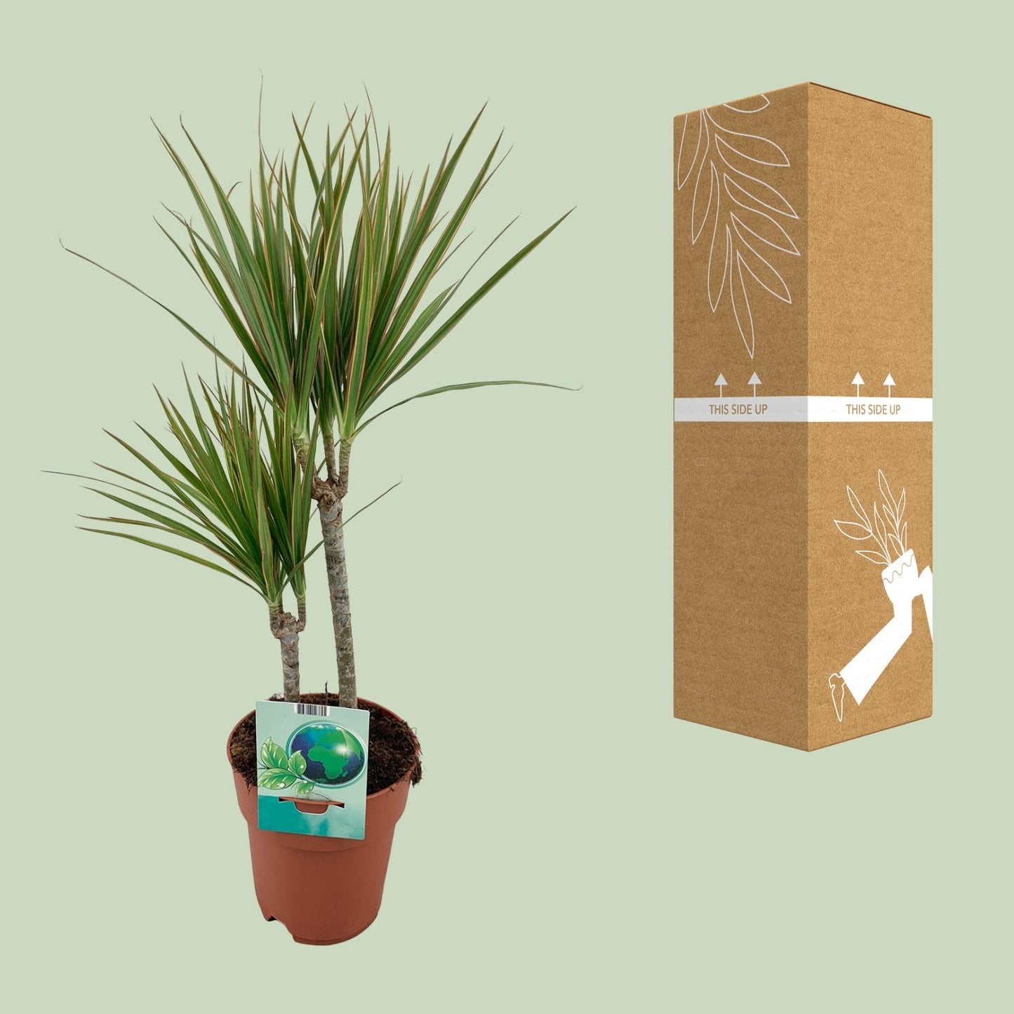 Dracaena Marginata Bicolor – Pflegeleichter Drachenbaum Ø19cm