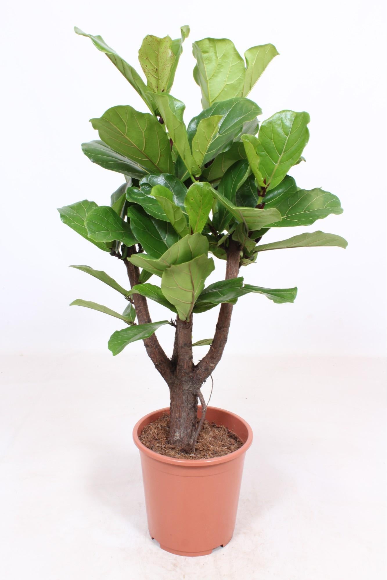 Ficus Lyrata verzweigt – pflegeleichte Trendpflanze Ø27cm