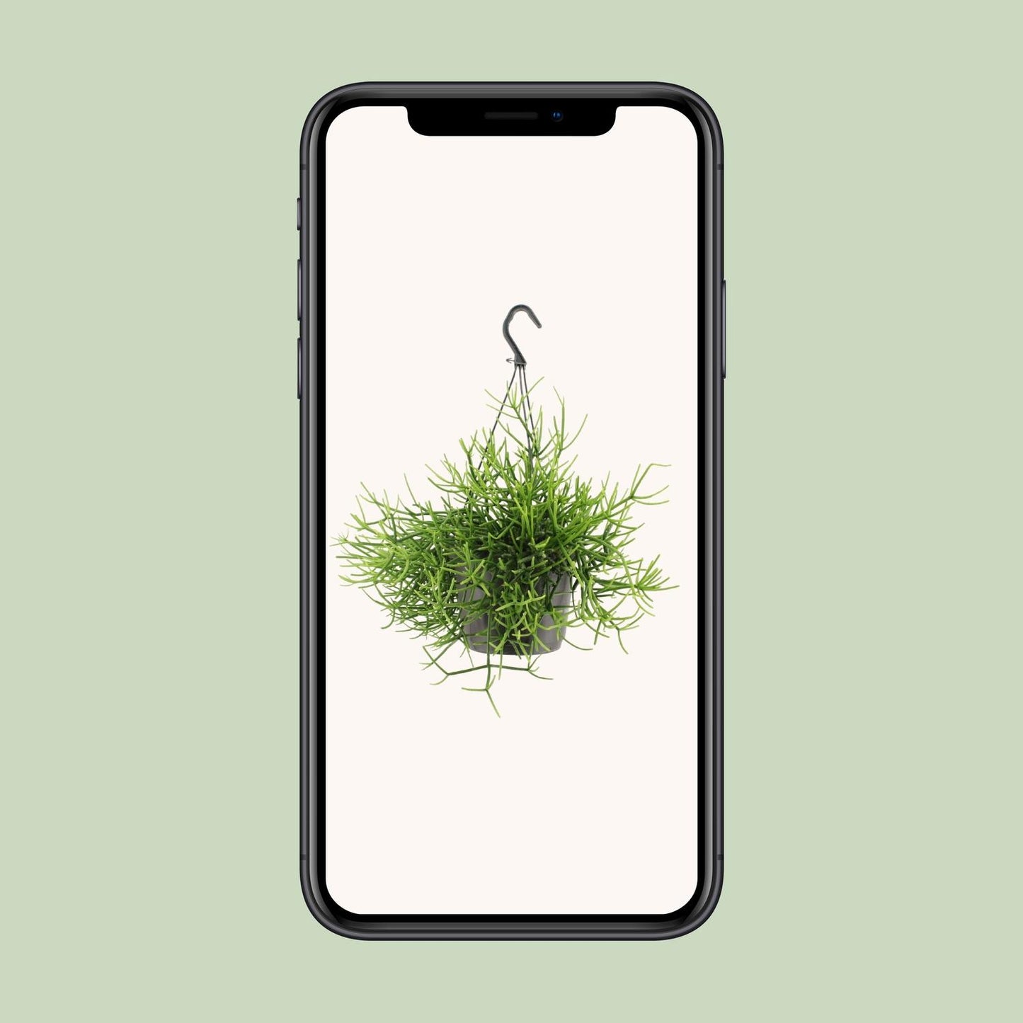 Rhipsalis Heteroclada – Pflegeleichte tropische Zimmerpflanze Ø17cm