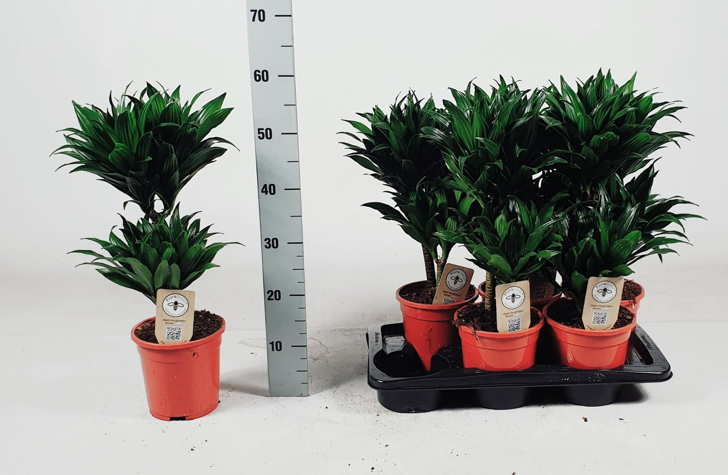 Dracaena Compacta – Pflegeleichte Zimmerpflanze 55 cm