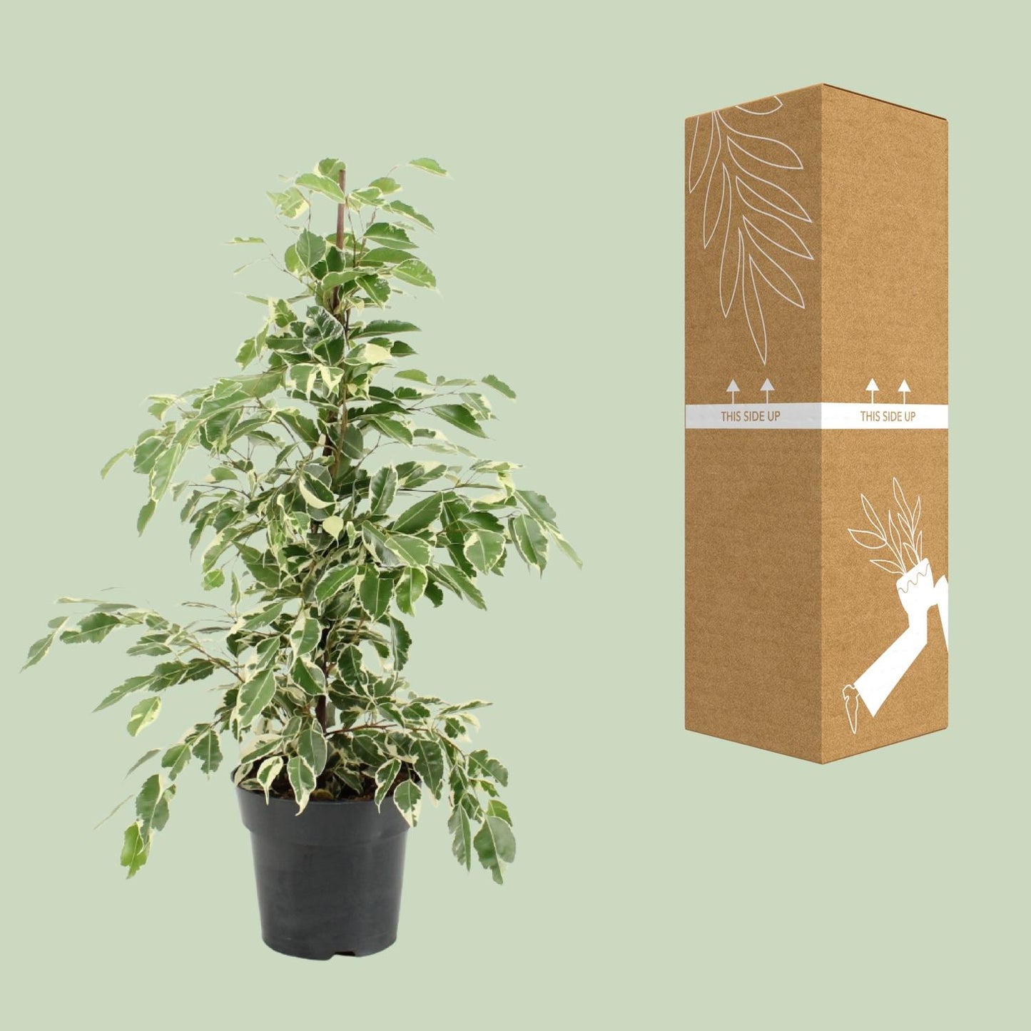 Ficus Benjamina Twilight – Elegante, pflegeleichte Zimmerpflanze Ø17cm