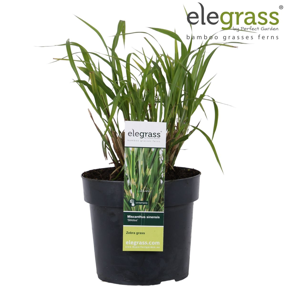 Miscanthus sinensis Strictus – Pflegeleichtes Zebra-Gras Ø23cm