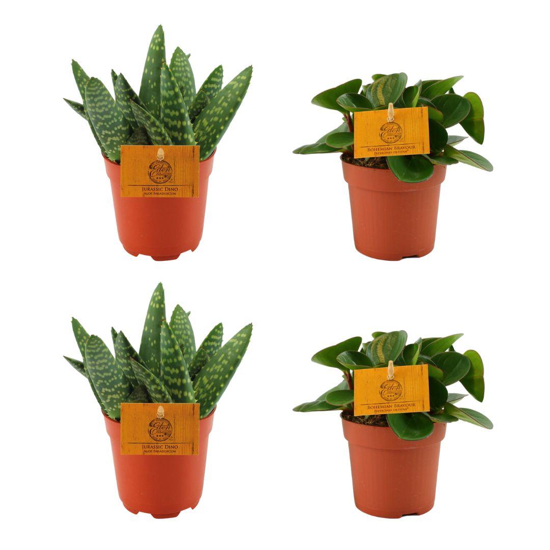 Set aus 2 Aloe Paradisicum & 2 Peperomia Obtipan Green