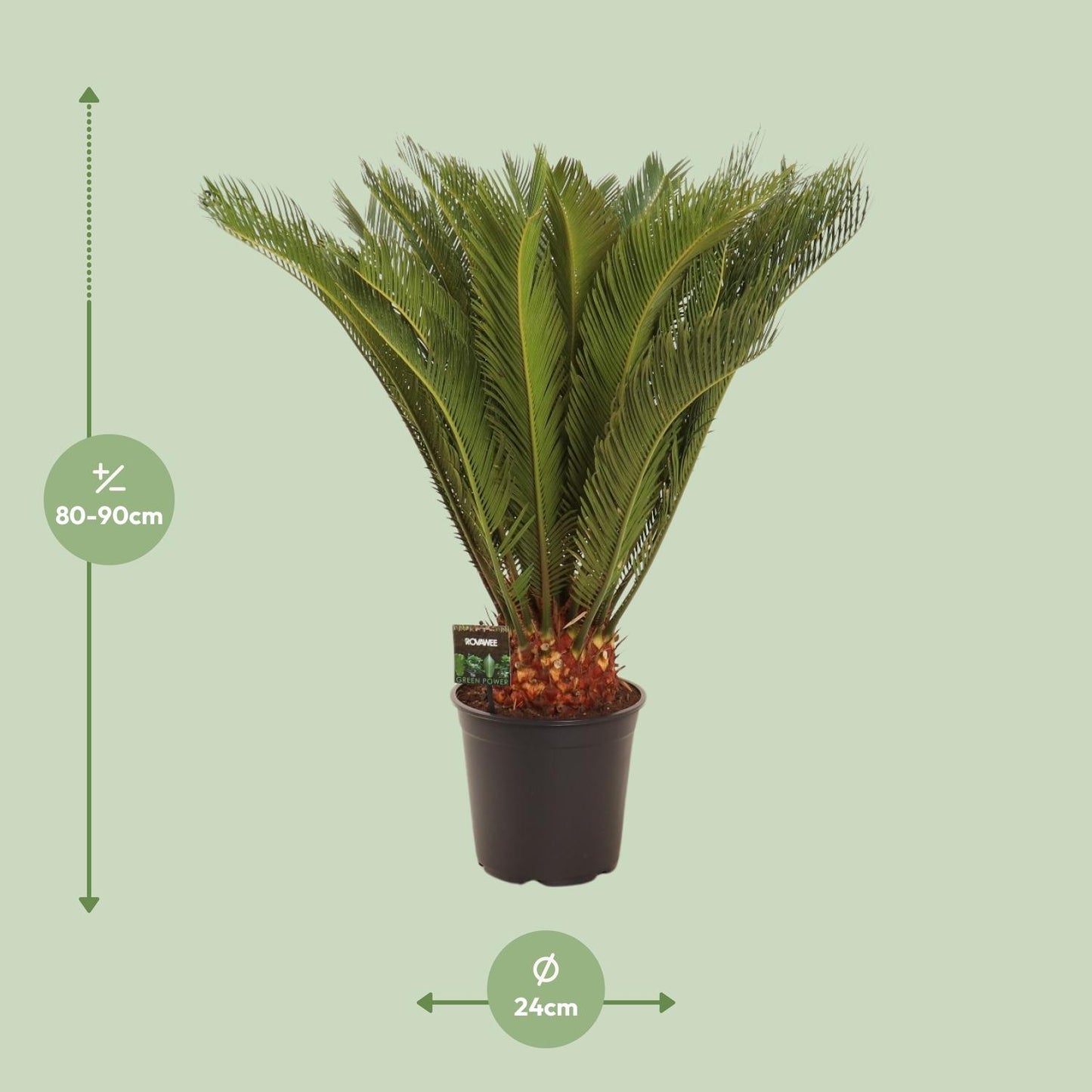 Cycas Revoluta – Pflegeleichte Farnpalme Ø24 cm, 90 cm hoch