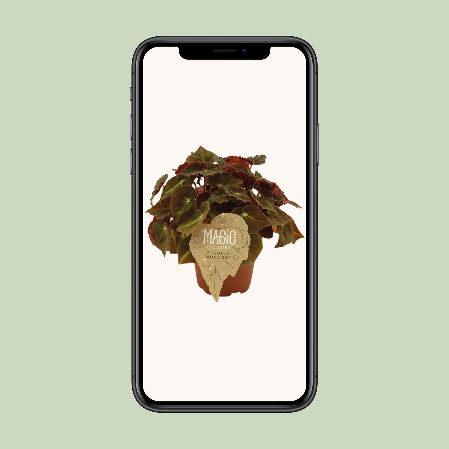 Begonia Rex Montuno – Farbige, pflegeleichte Begonie Ø12 cm