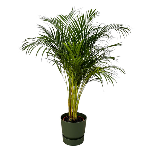 Areca-Palme 130 cm im modernen elho Greenville Round Topf