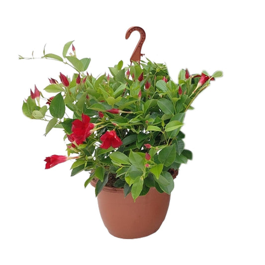 Sundaville Hängekorb Tricolor Ø25cm – Mandevilla mit prächtigen Blüten