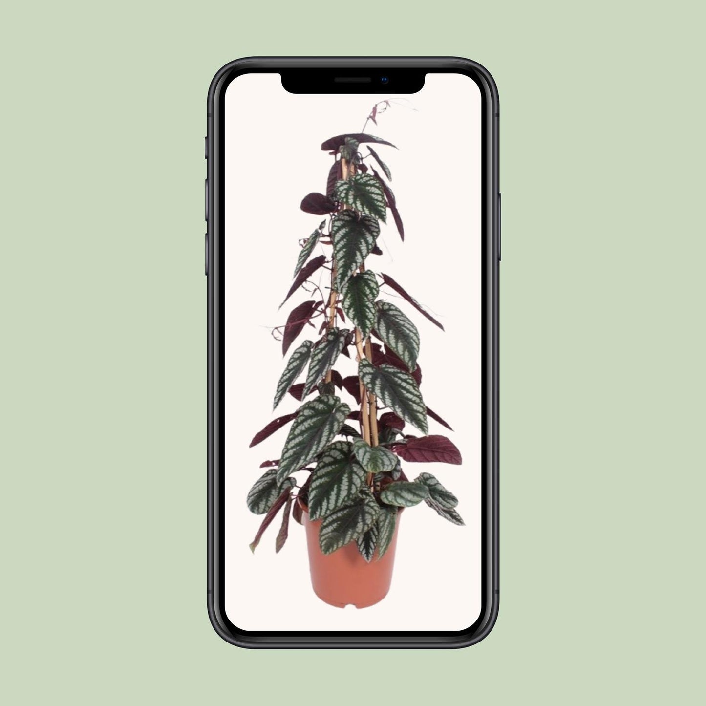 Cissus Antarctica – Pflegeleichte Kletterpflanze Ø24cm