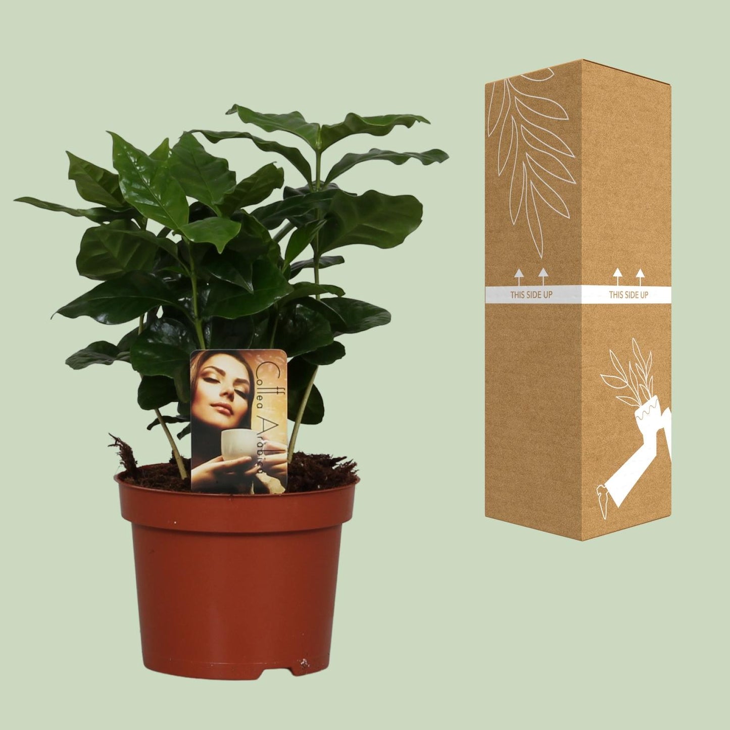 Coffea arabica – Aromatische Kaffeepflanze Ø12cm
