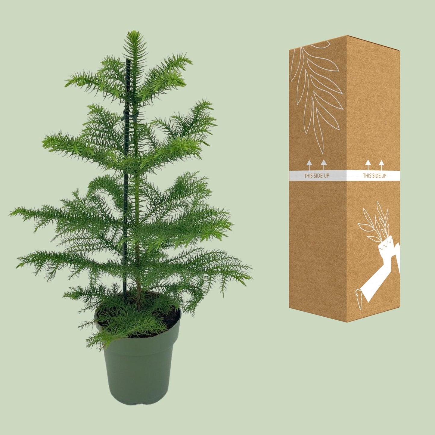 Araukarie Ø14cm – Pflegeleichte exotische Zimmerpflanze