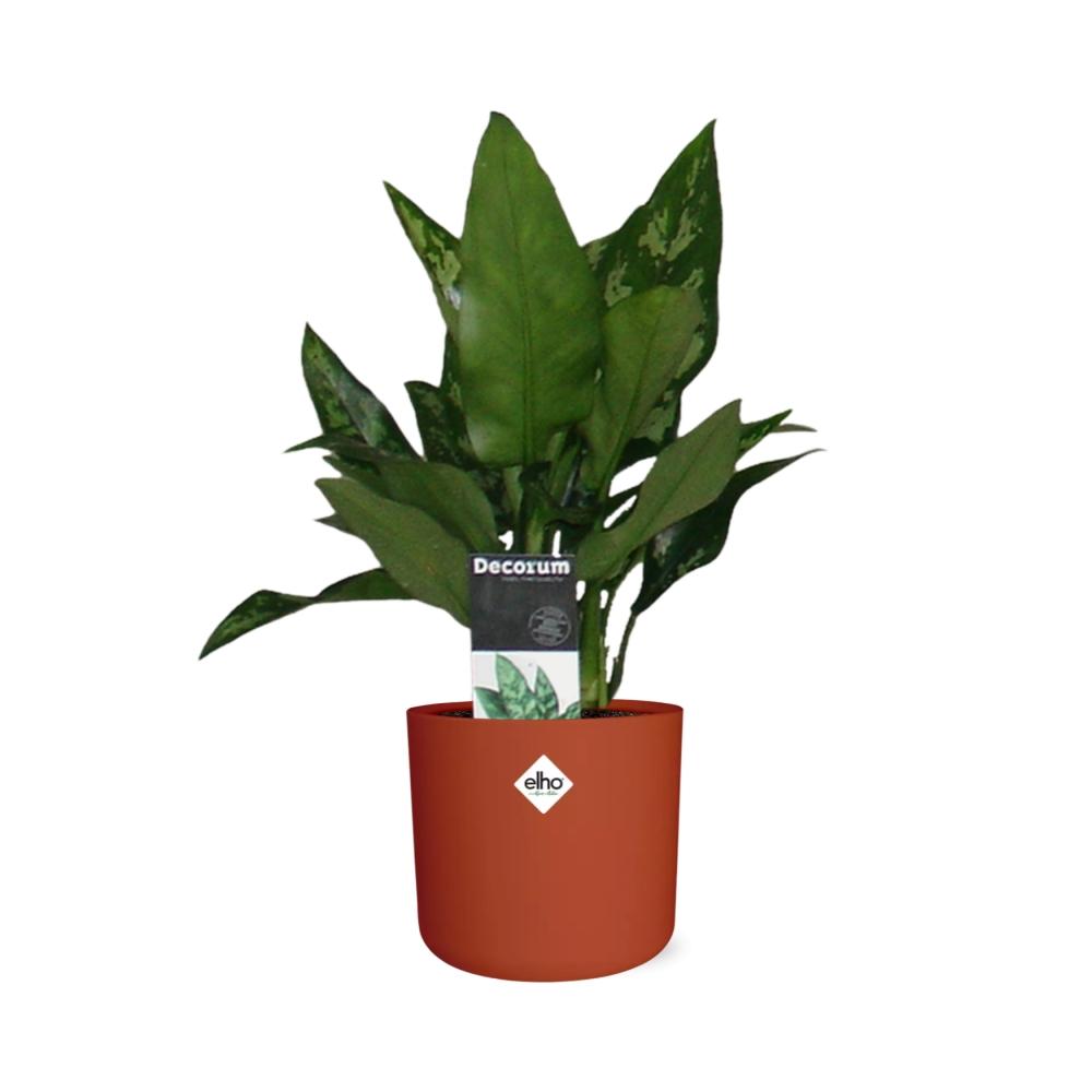 Aglaonema Maria in ELHO b.for soft rond 14cm brique