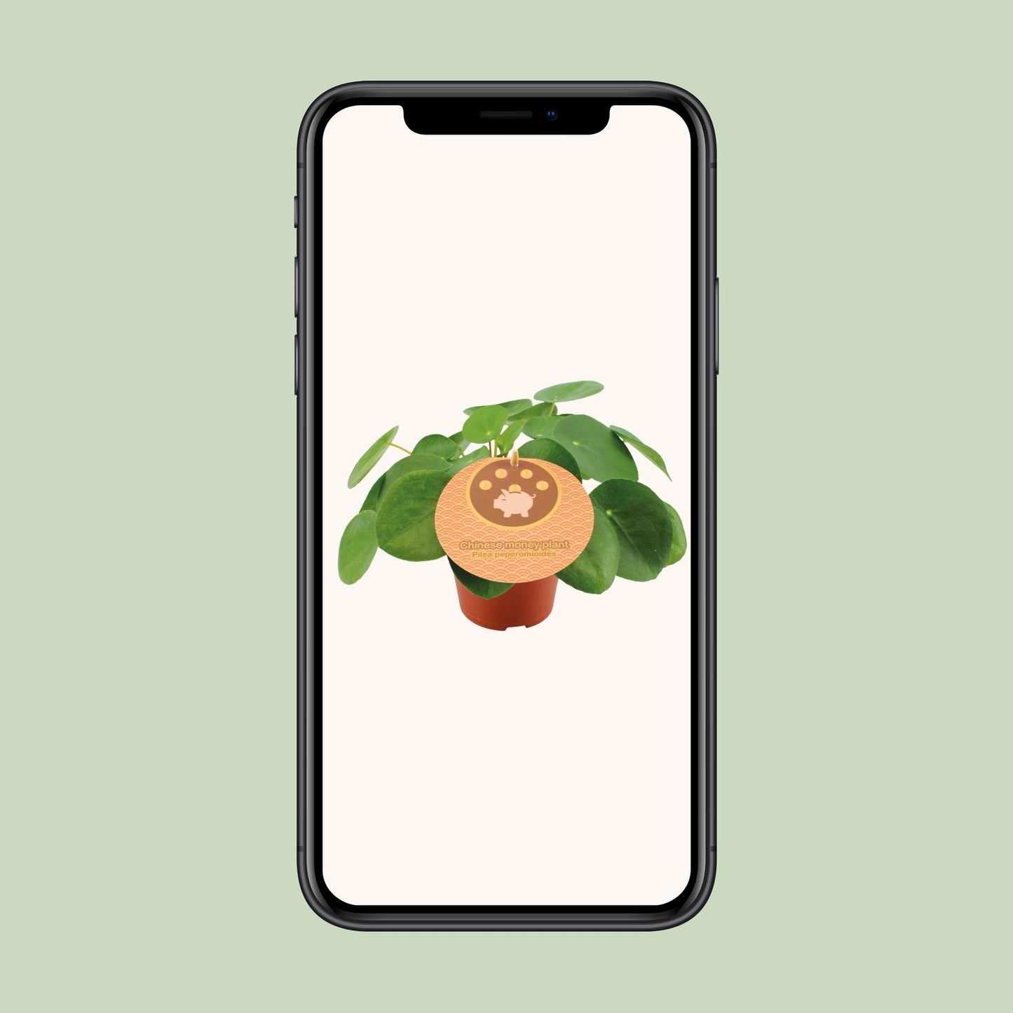 Pilea Peperomioides – pflegeleichte Zimmerpflanze Ø12cm