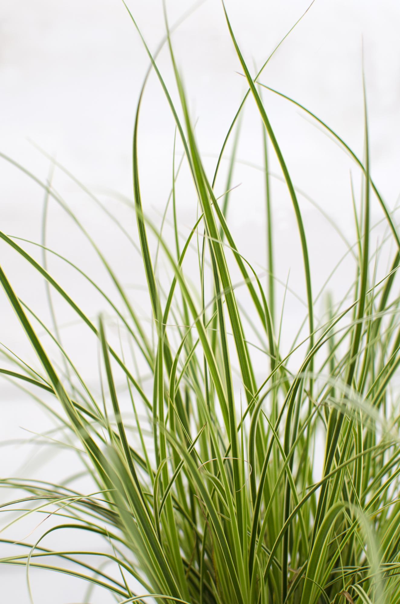 3x Carex brunnea 'Variegata' – Buntes, pflegeleichtes Ziergras Ø14cm