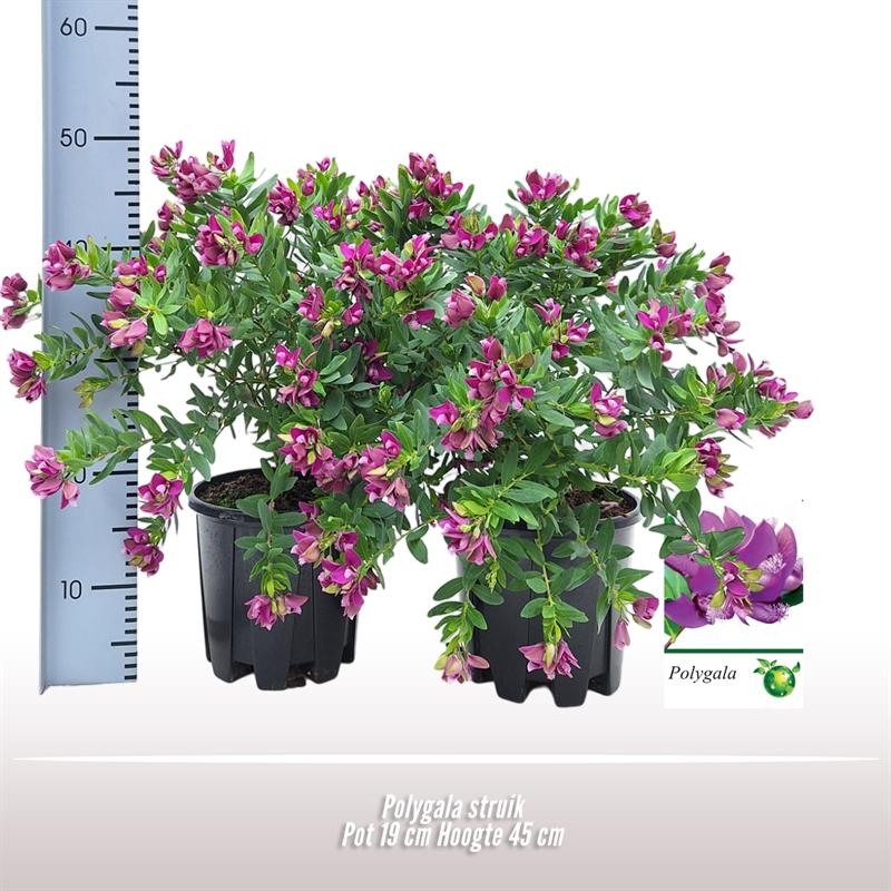 Polygala Strauch Ø19cm – Pflegeleichte Blühpflanze für Garten & Balkon
