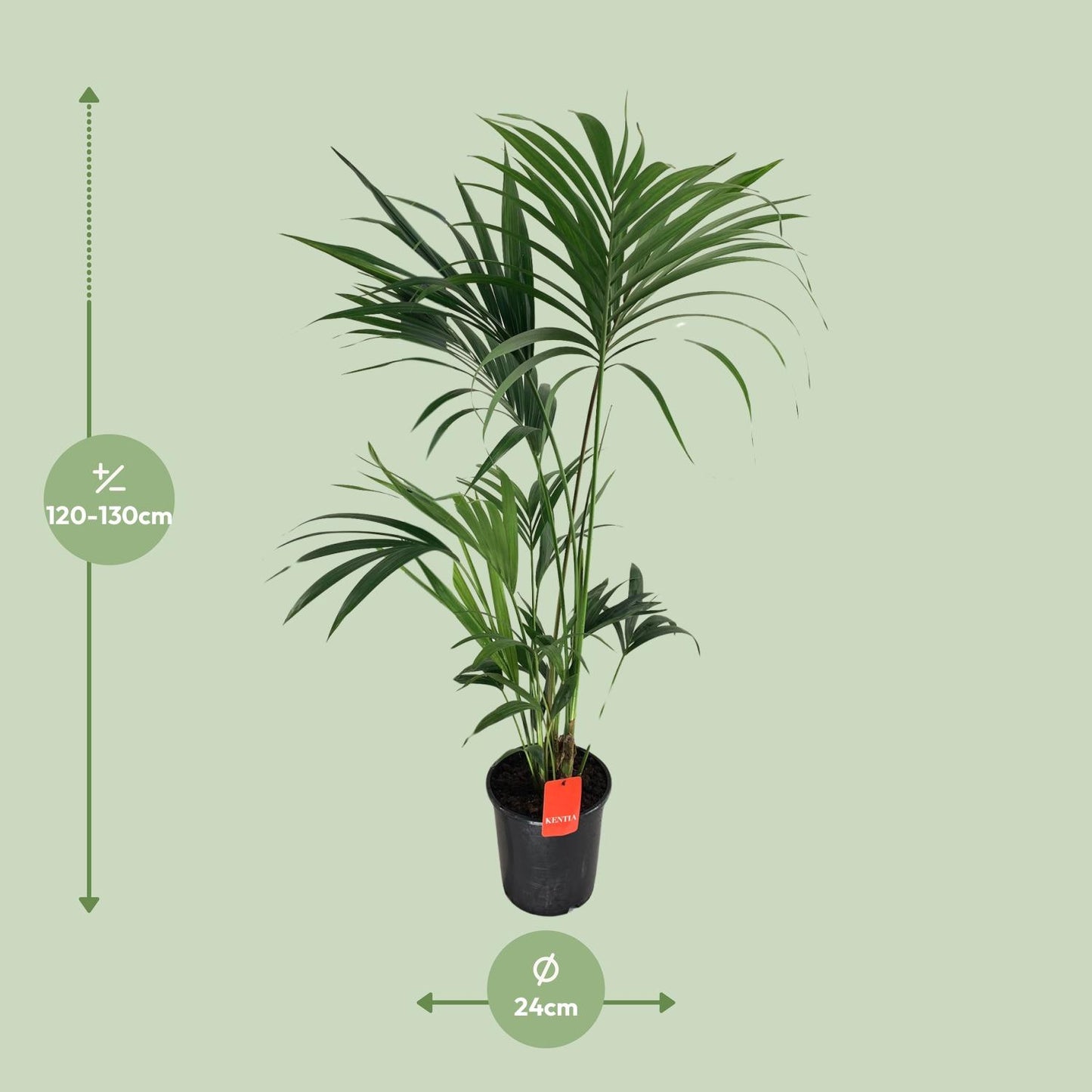 Kentia-Palme (Howea Forsteriana) Ø24cm, 130cm hoch