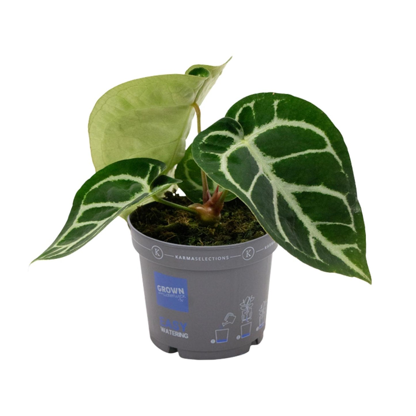 Anthurium Clarinervium – pflegeleichte Zimmerpflanze Ø12cm
