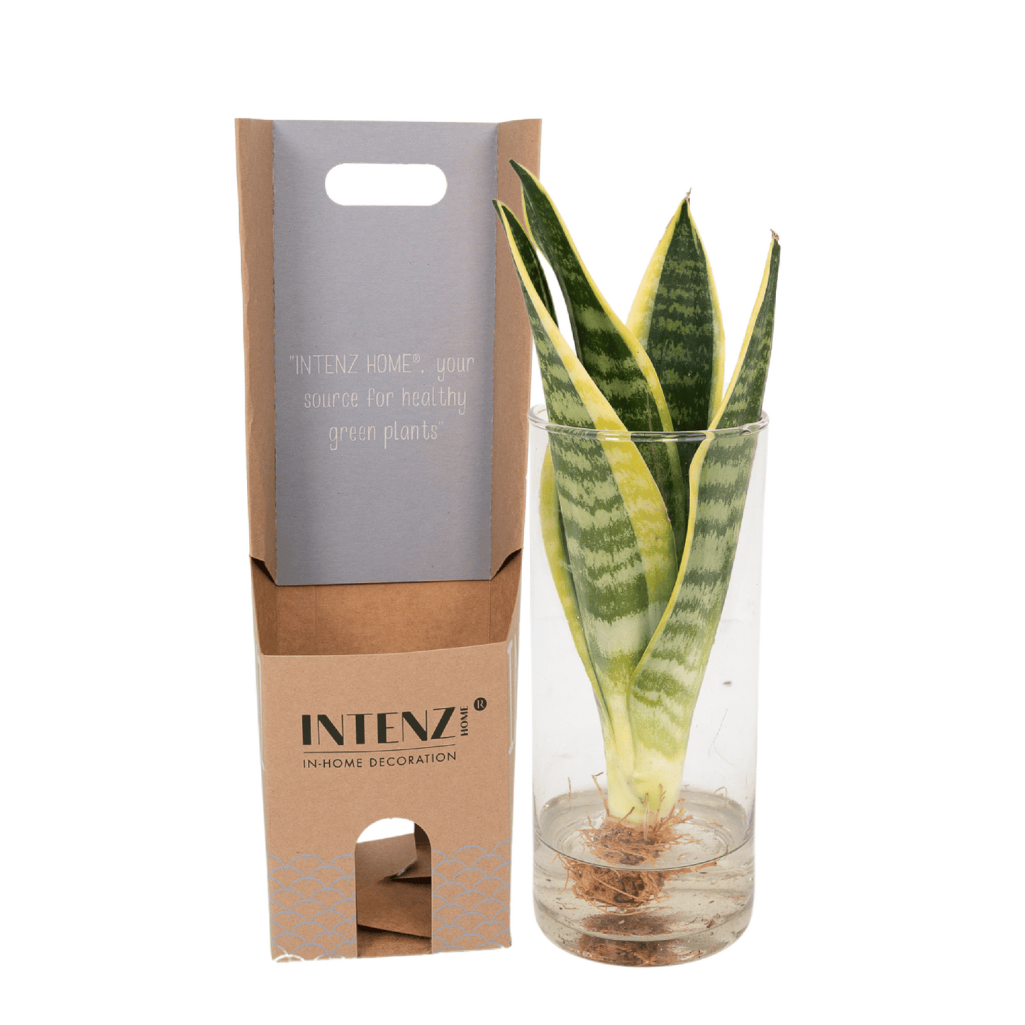 Sansevieria im Zylinderglas – pflegeleicht & modern