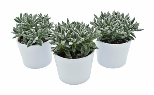 Tarantula + Snow in Lina Ceramics – 3er-Set Ø10,5 cm