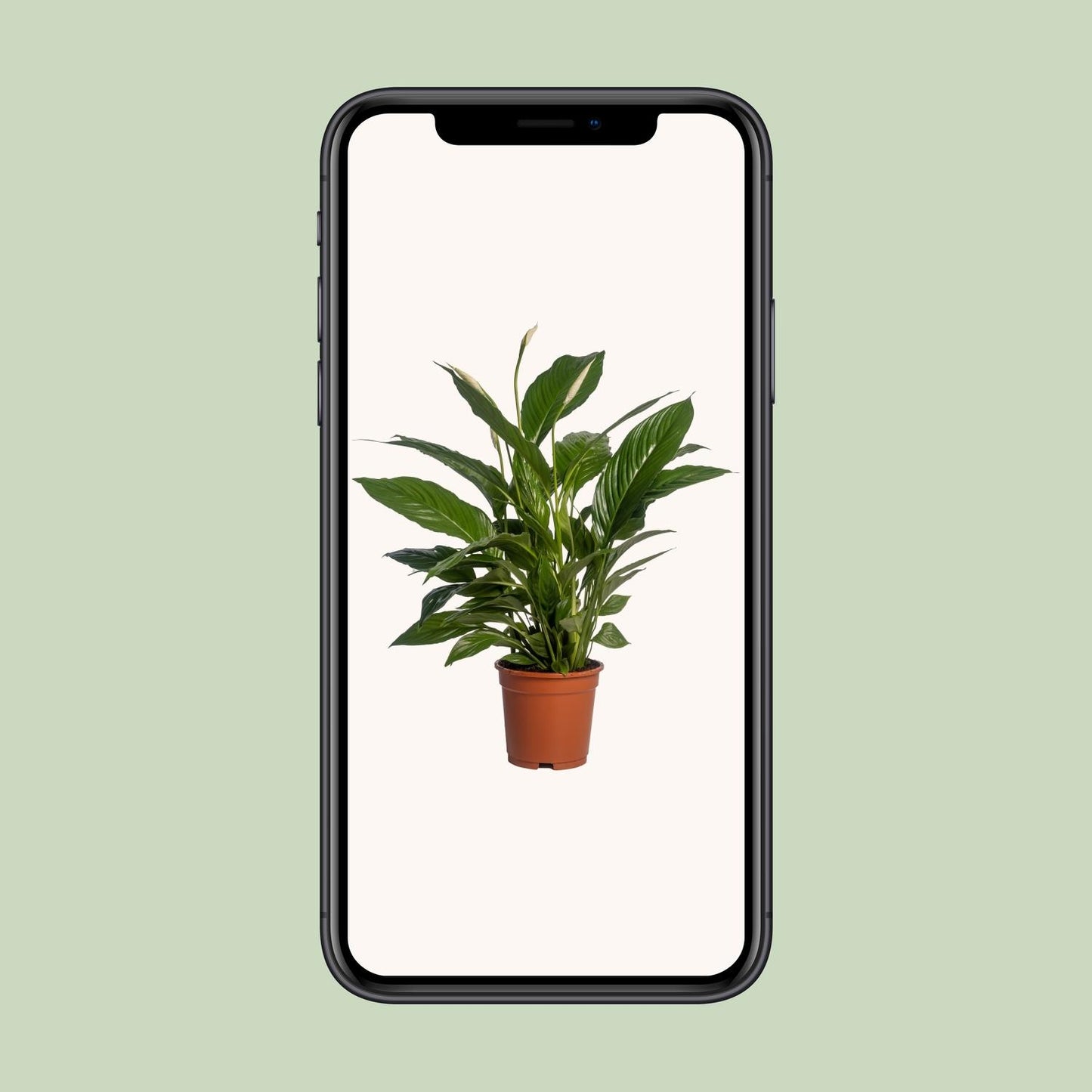 Spathiphyllum Vivaldi – Pflegeleichte Friedenslilie Ø17cm, 70cm hoch